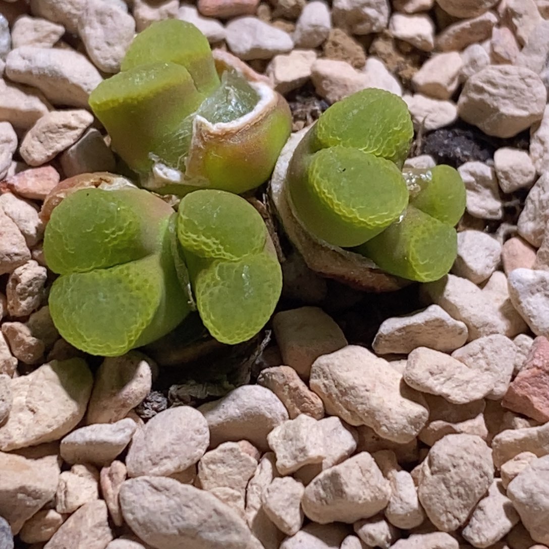 1453.9粉樱5头群生福利