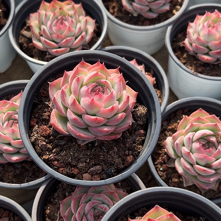 侧影          福利多多