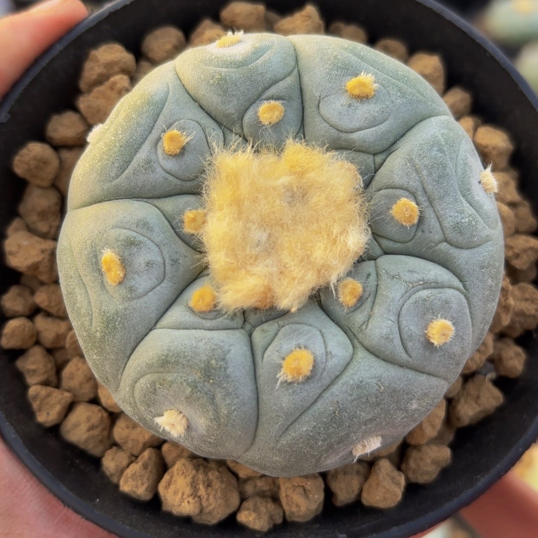 画个圈圈G g g g g g g 339