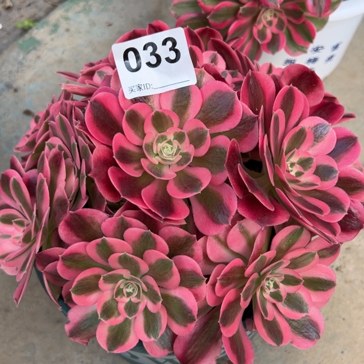 033女巫20厘米左右