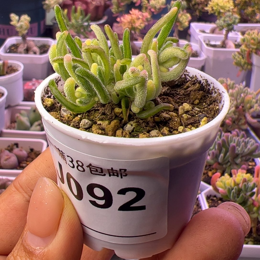 092多肉枝干荧光兔白锦拉丝