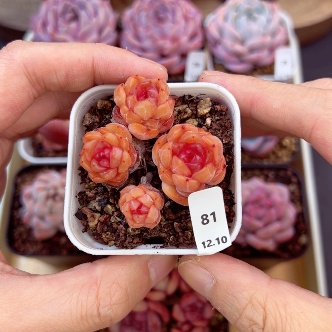 好好看81、哈哈哈哈