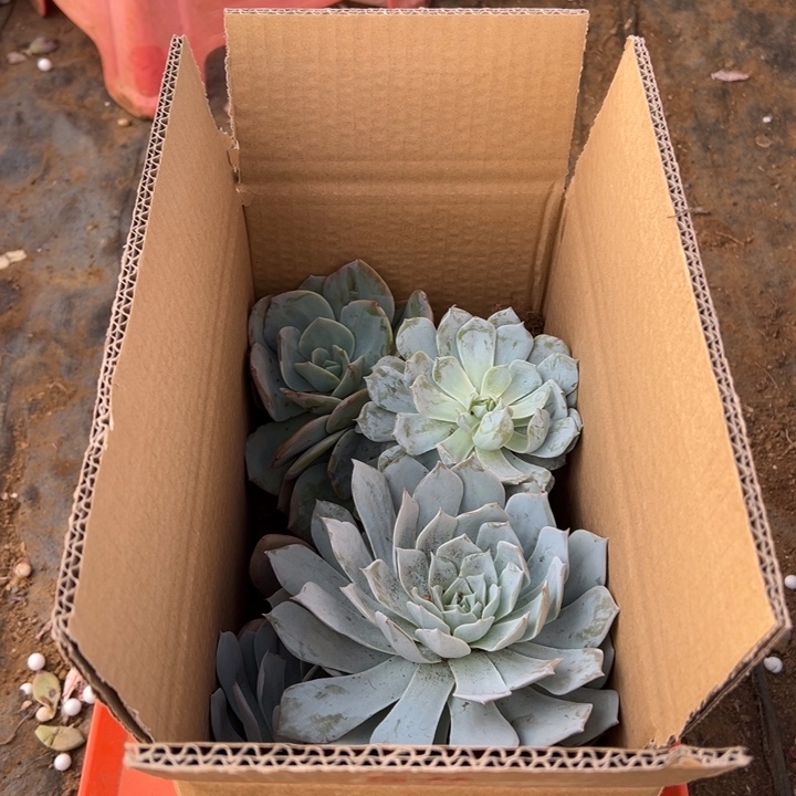 乖****地栽混装一箱包邮不包损