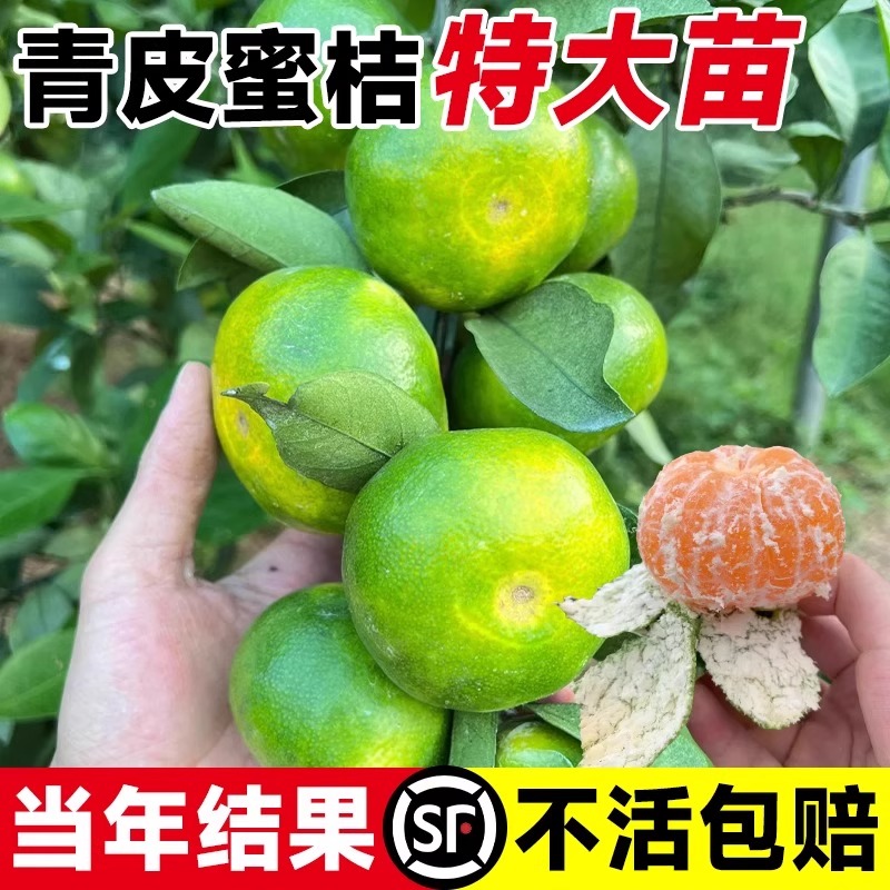 特大青皮蜜桔苗橘子树果树果苗南方种植盆栽桔子树苗地栽当年结果