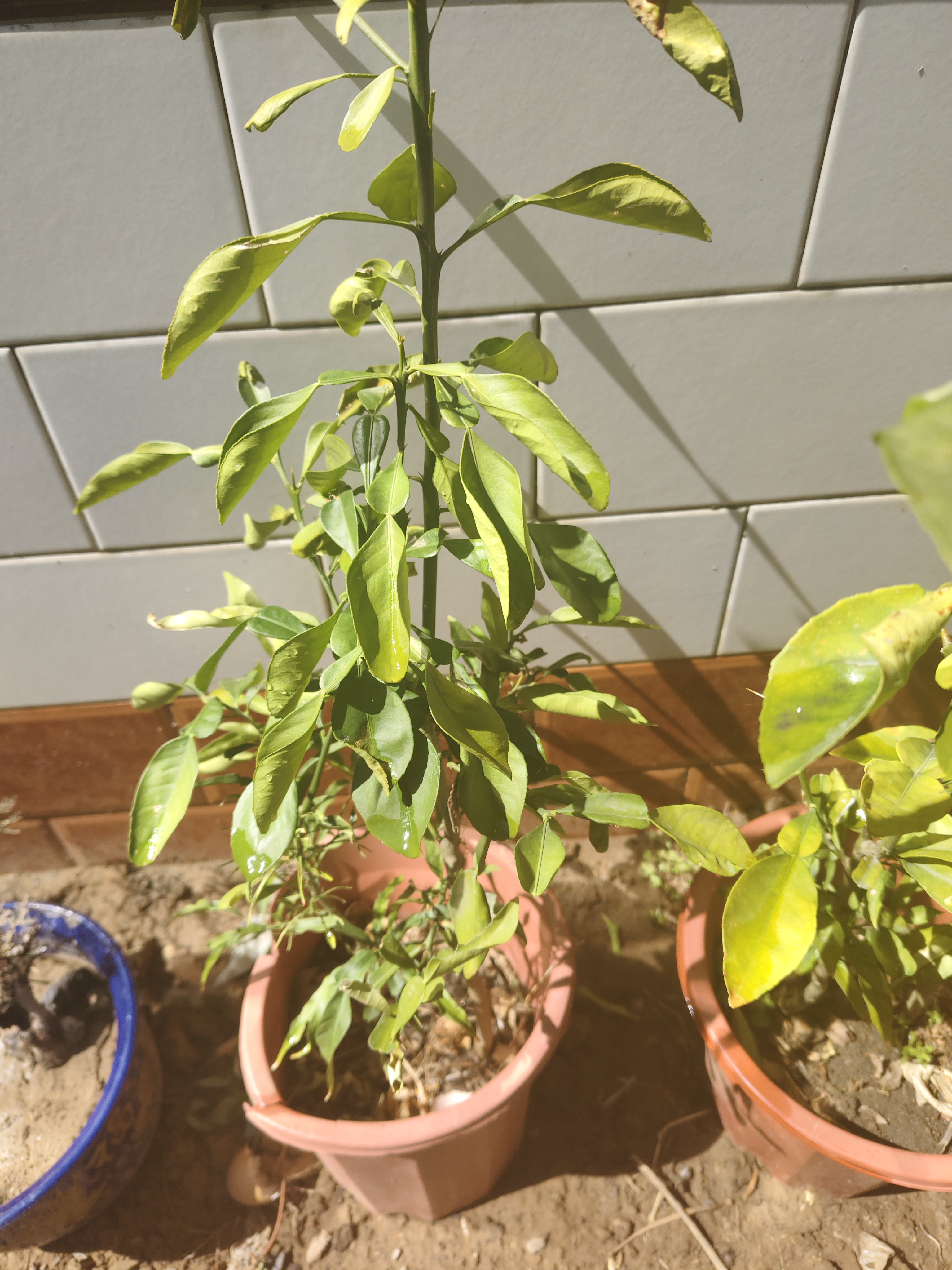 香山黄叶黄栌3号