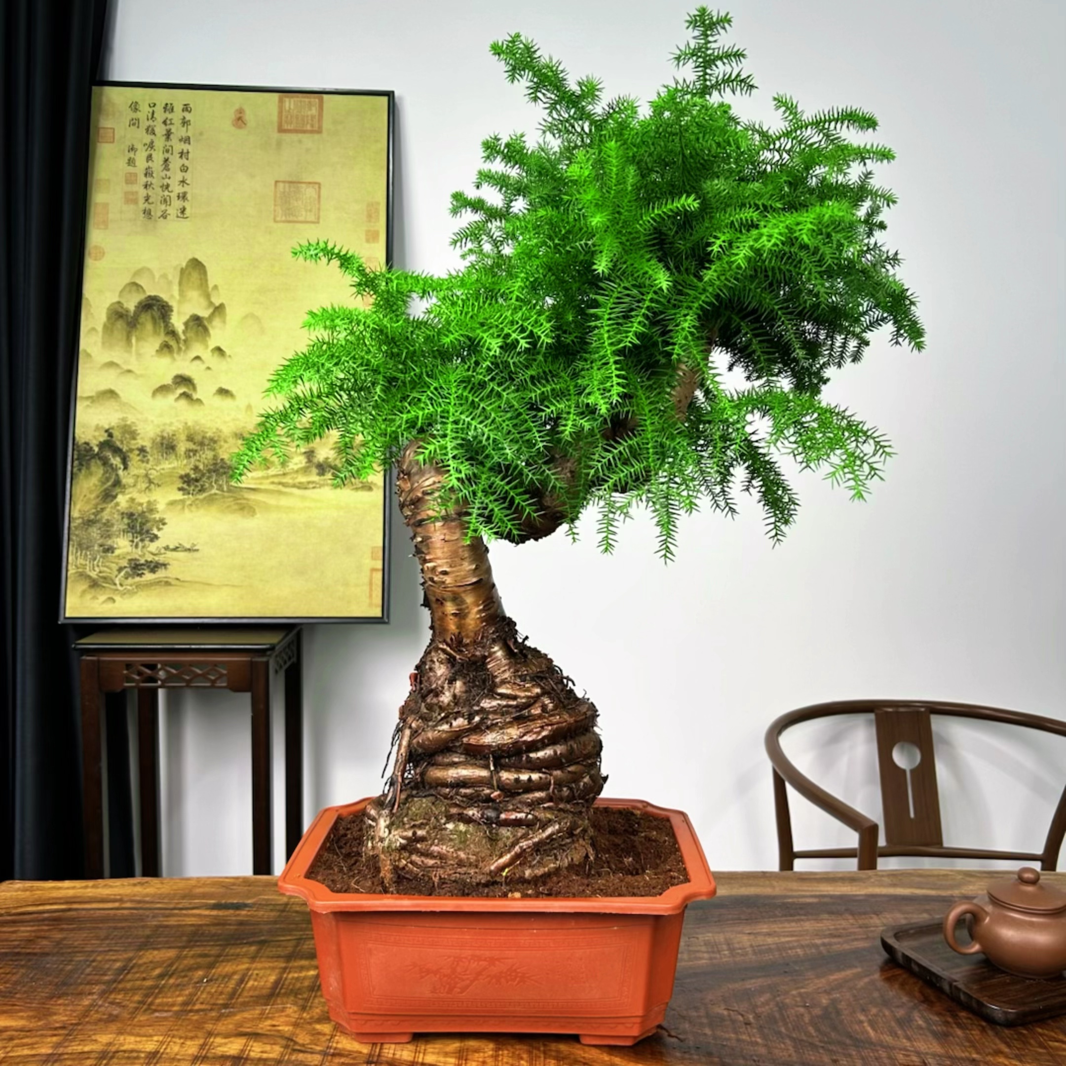 澳洲杉盆景不老松盆栽室内外好养植物四季常青绿植