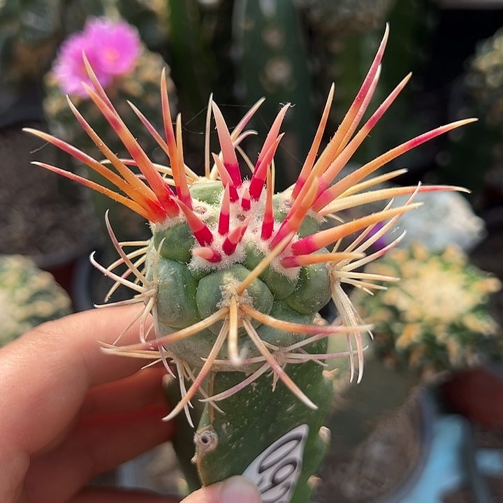 苗接高木绯冠龙仙人球923