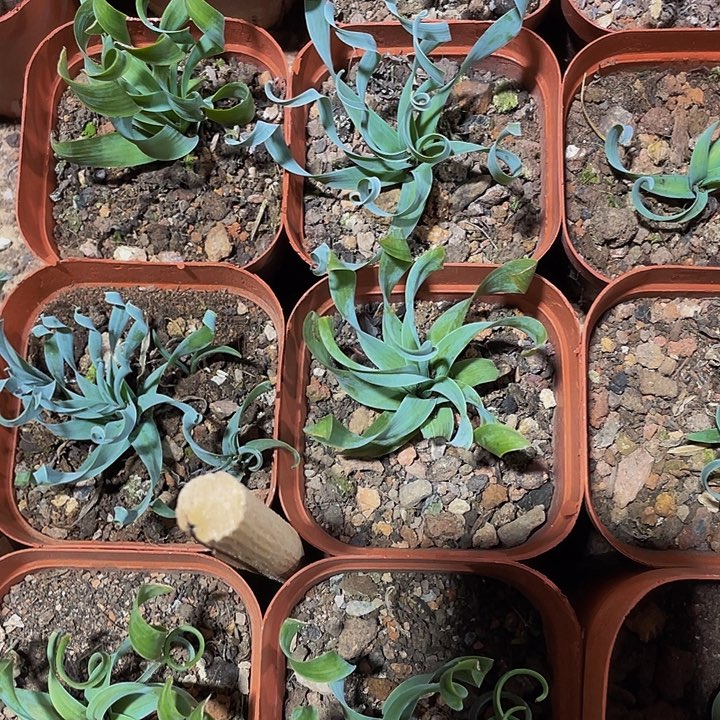 弹簧草带盆土发货