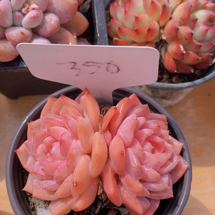 多肉植物，开心多肉