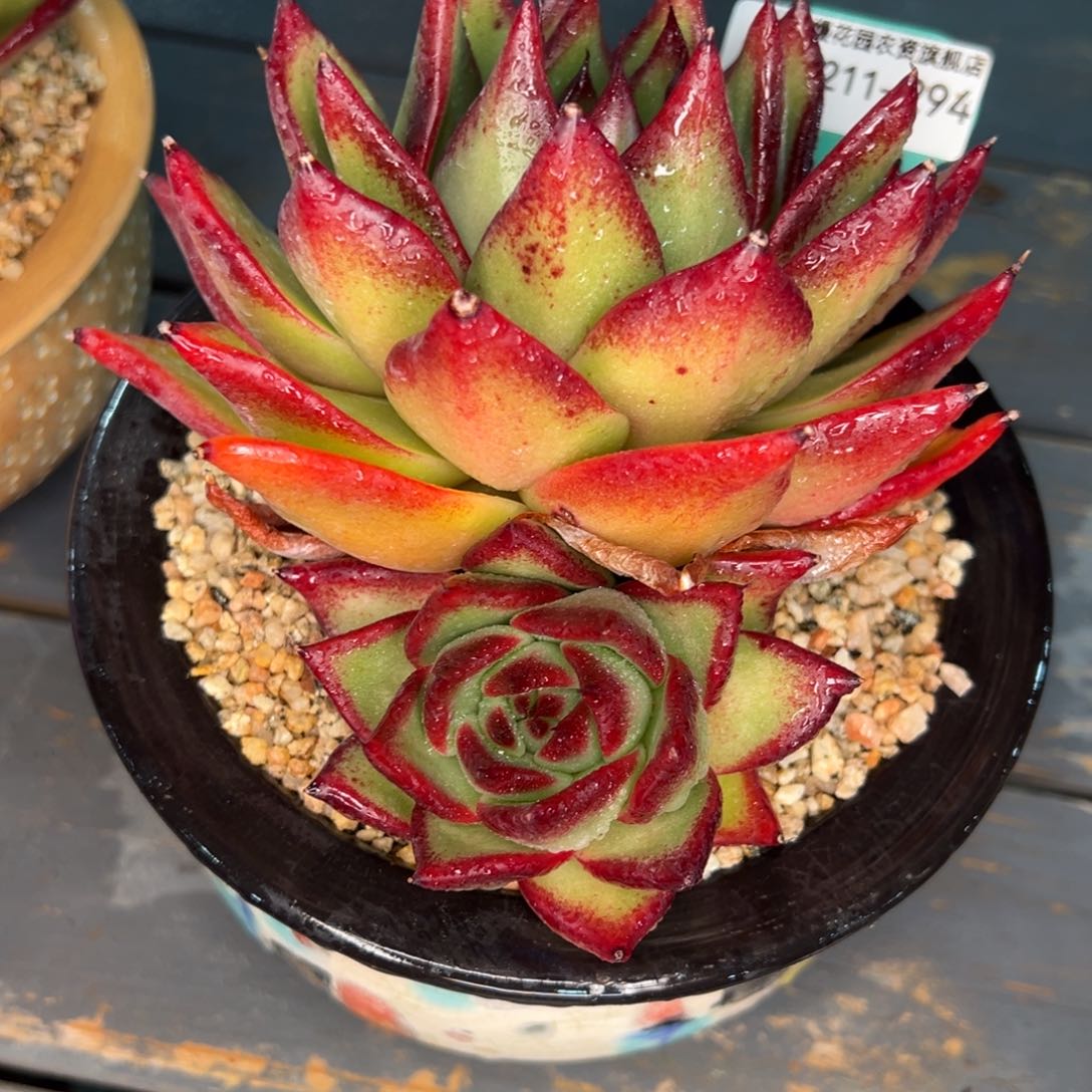 从前慢多肉精选编号0211.294