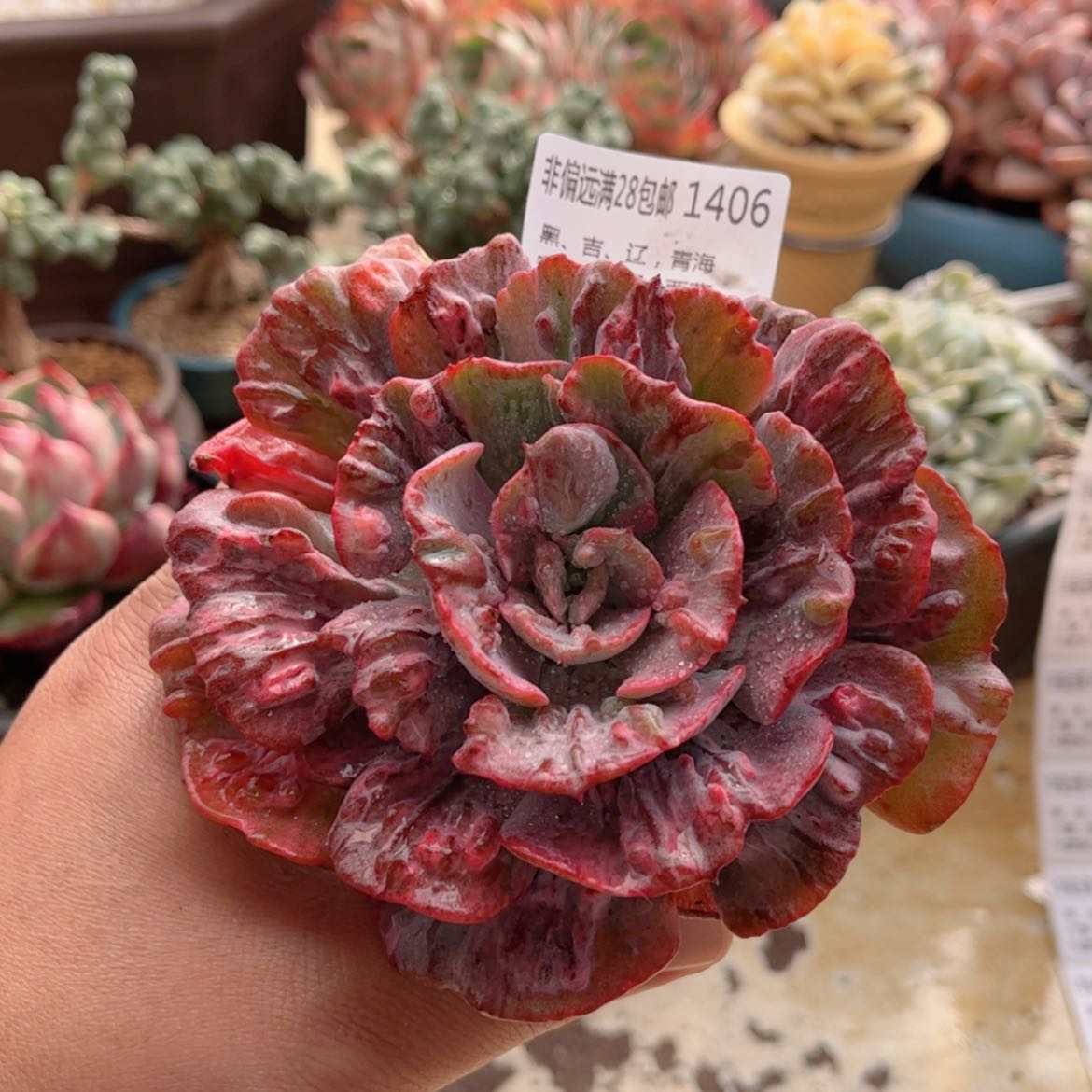 【闪购商品】1406雨滴锦