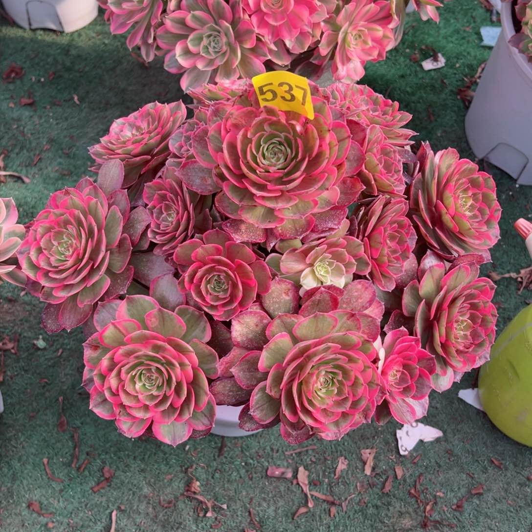 537粉花妖法师多肉植物