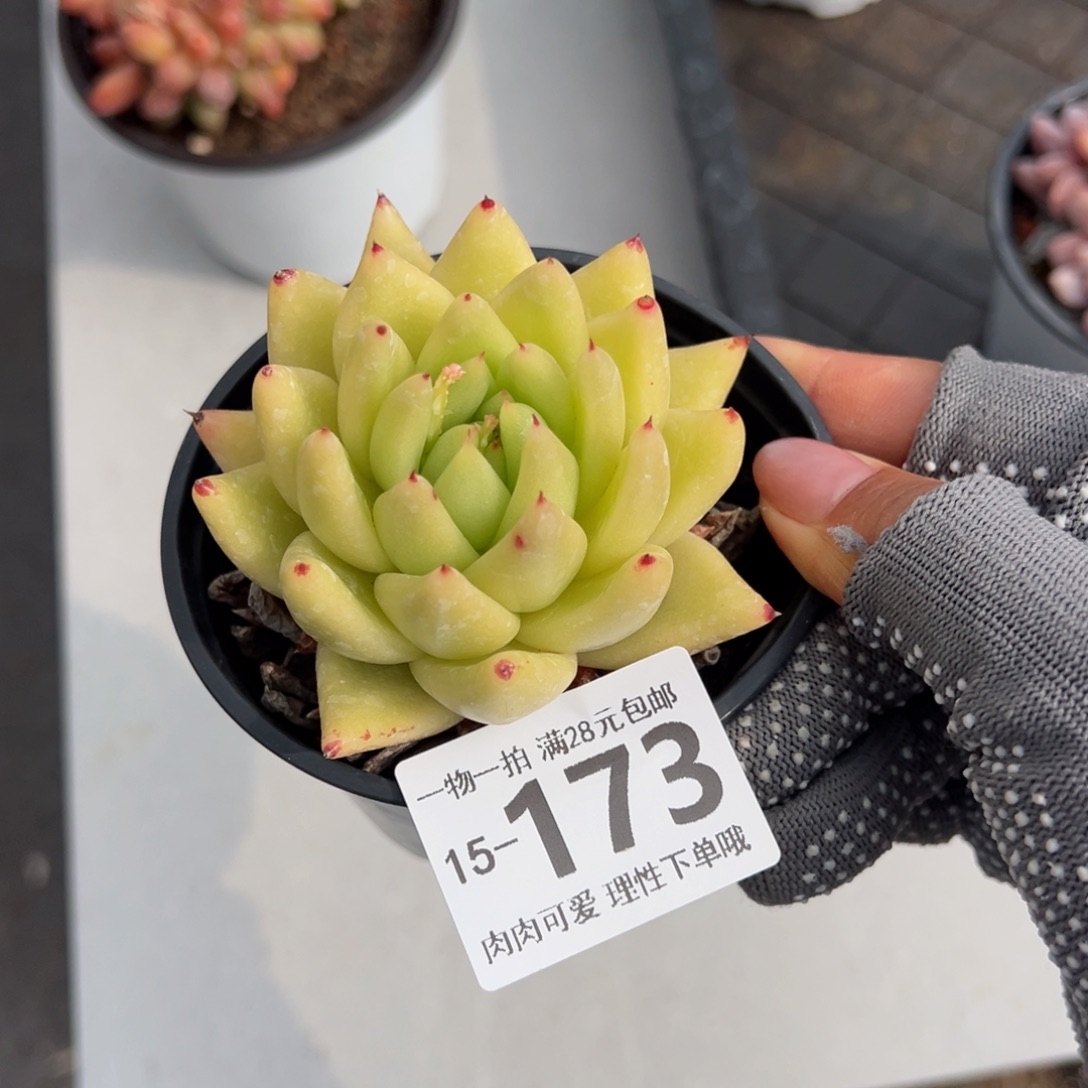 黄金玛利亚多肉多肉多肉多肉