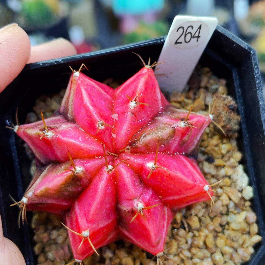 非偏远地区满25包邮仙人球