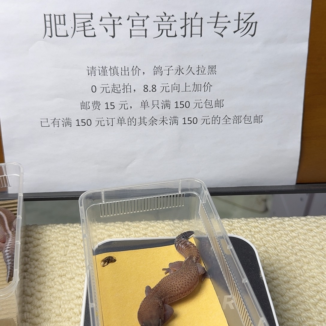 肥尾守宫脏脏包 无纹 妹妹