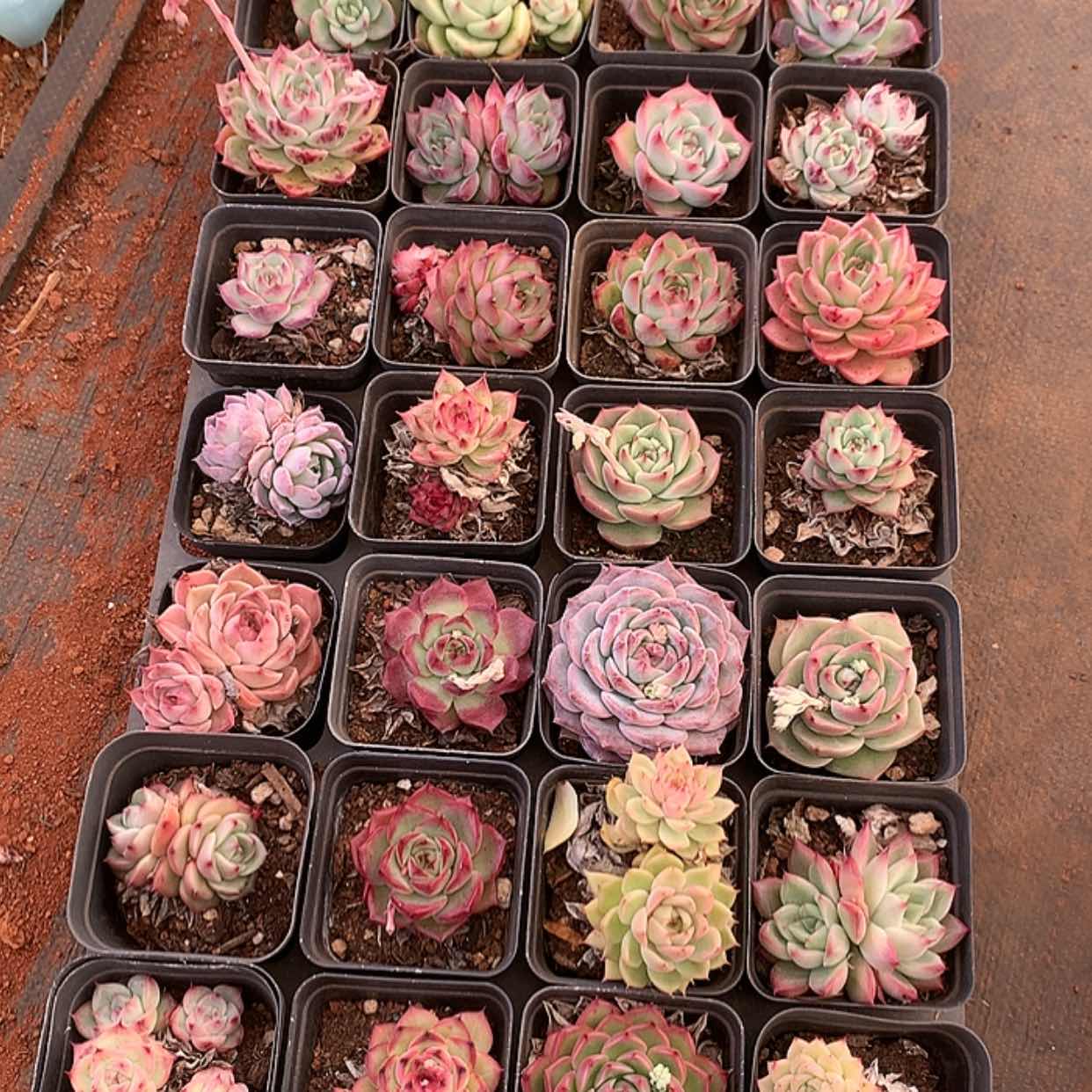 【闪购商品】云1045