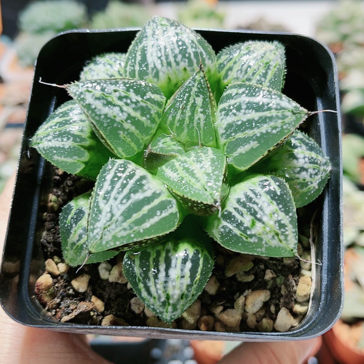 【闪购商品】五***后雪景色