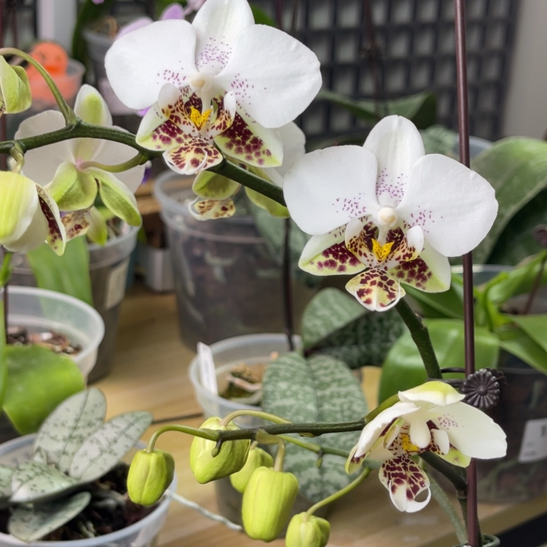 完全开放白瓷-1224