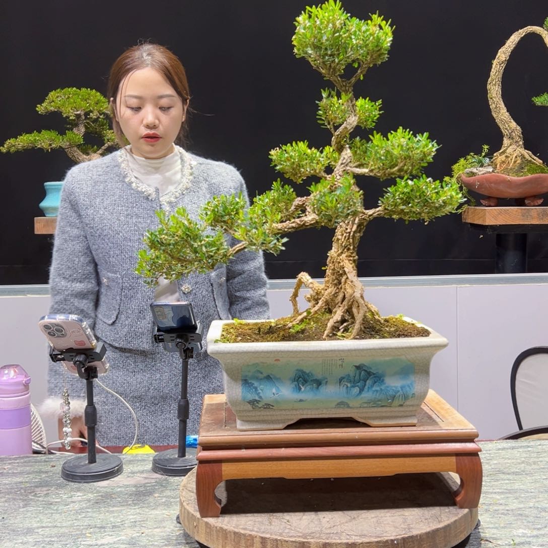 绿植黄杨盆景盆景