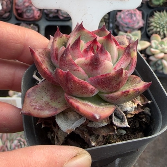 27蓝龙多肉植物多