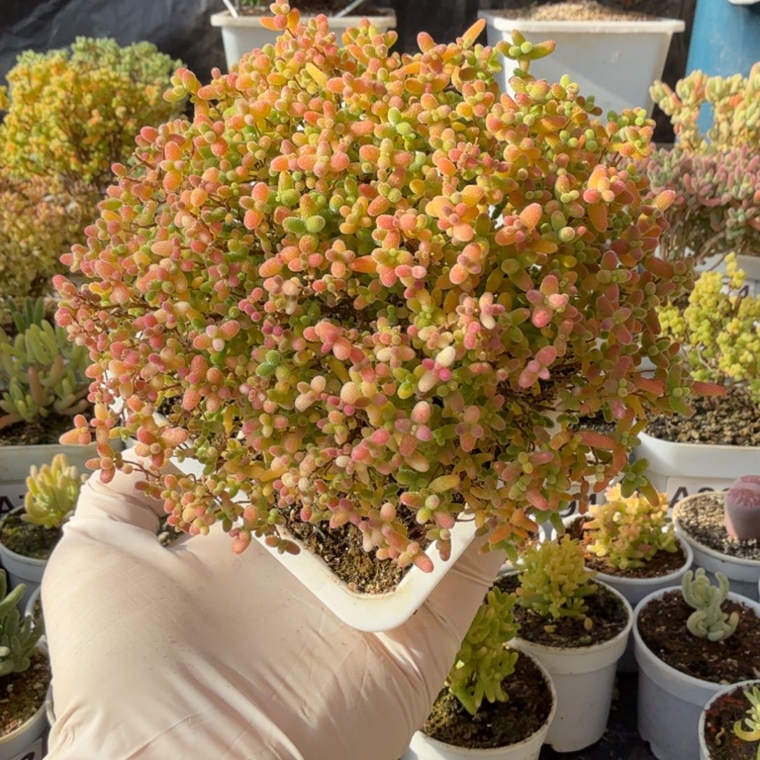 A903精控蜜橘树枝干