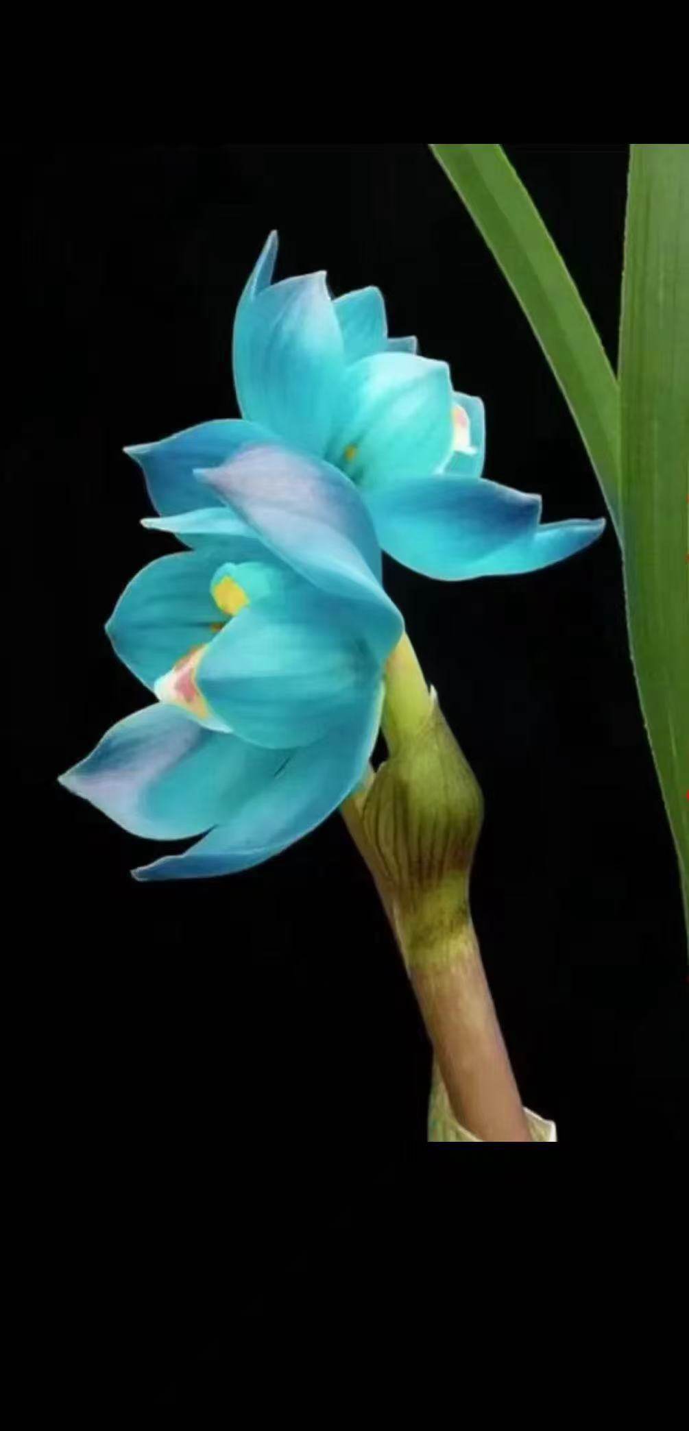 兰花铭品春兰【琉璃宝玉】老种分苗发货3苗带花