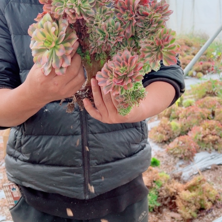 红袖醉话16号多肉法师