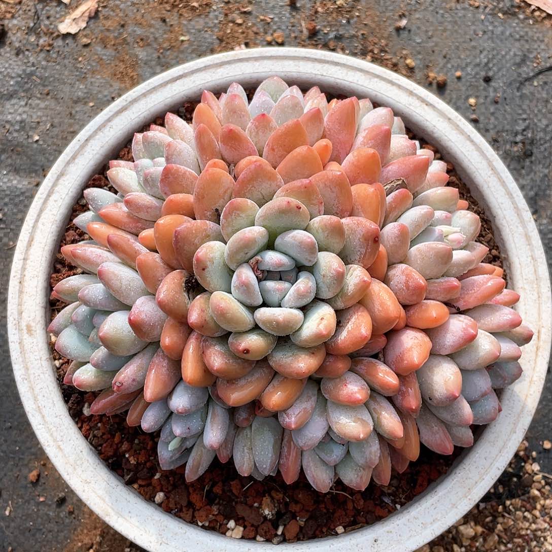 多肉植物多肉植物