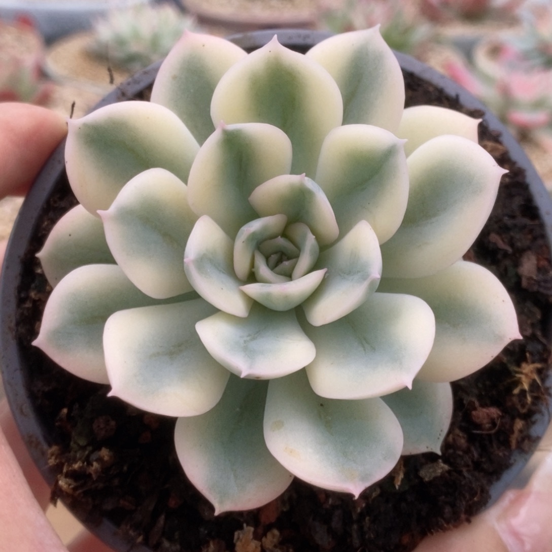 13月亮仙子锦锦锦锦锦锦锦