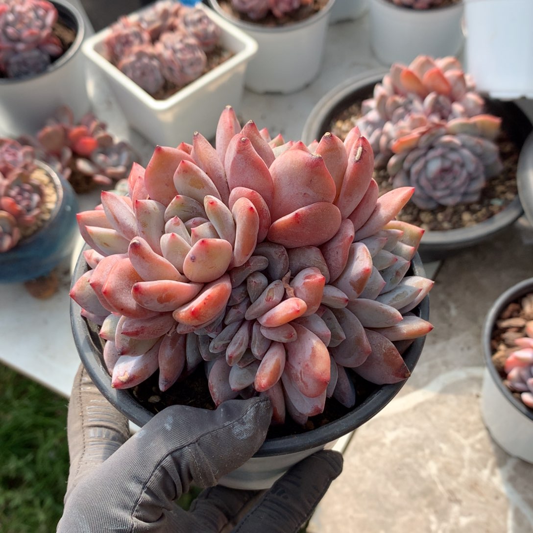 三*哈哈哈哈哈哈哈哈哈