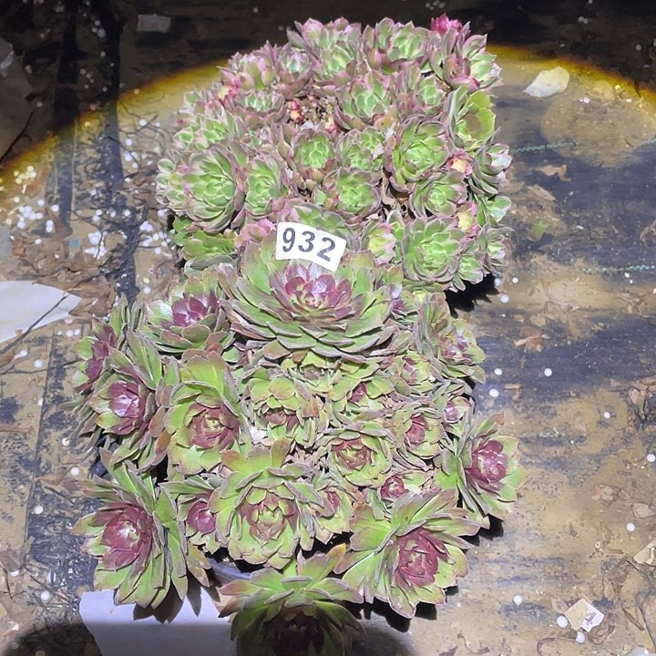 多肉植物断枝不包932海王红丝绒