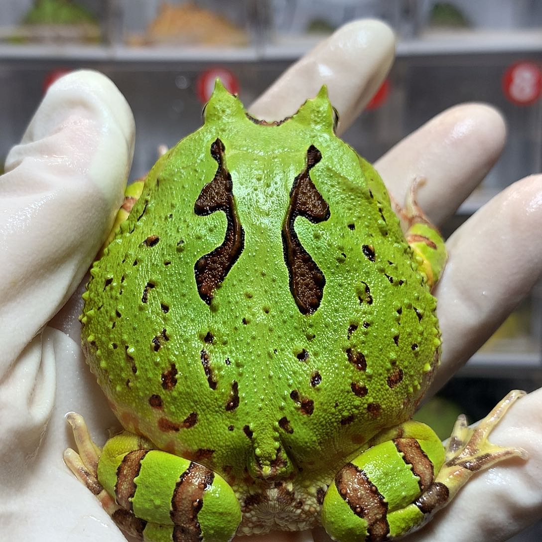 角蛙4089 大蝴蝶公蛙