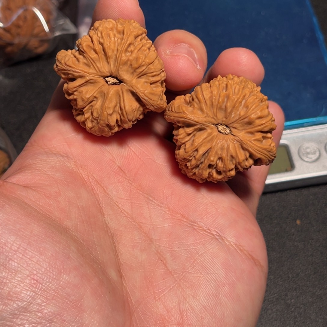 38全家福蹬腿留疤红皮涿鹿全品