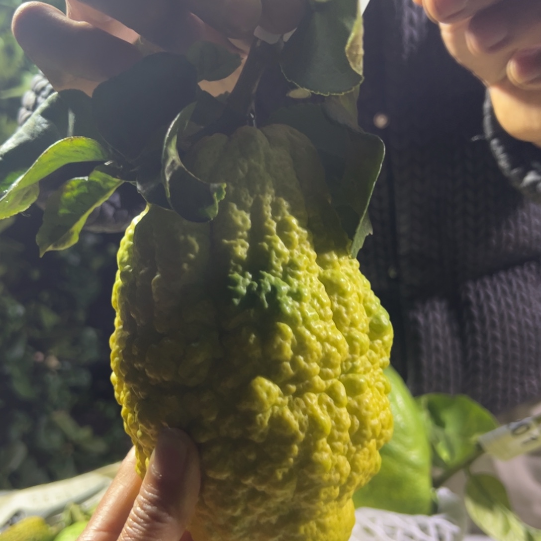 天***桥209号香橼果香橼果