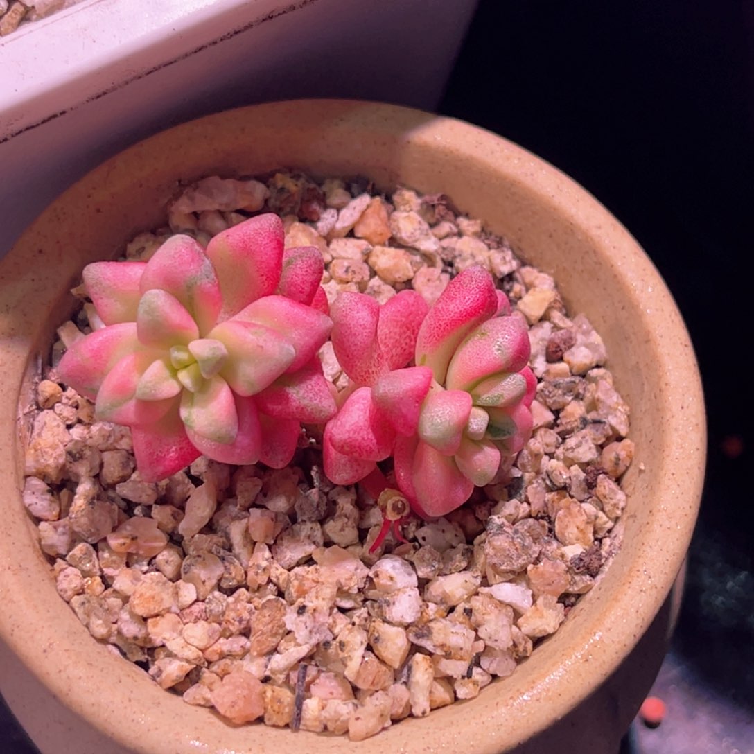 多肉特价七彩白鹭锦