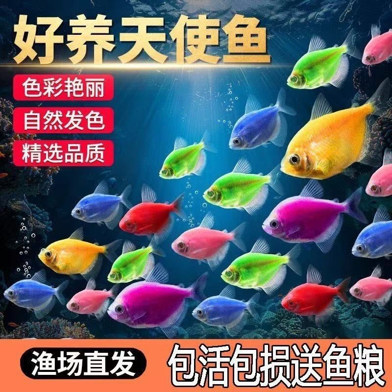 七彩天使鱼小型热带观赏鱼颜色丰富群游好养适合新手