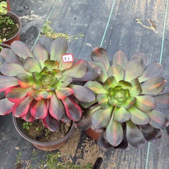 组合两颗92法师多肉植物