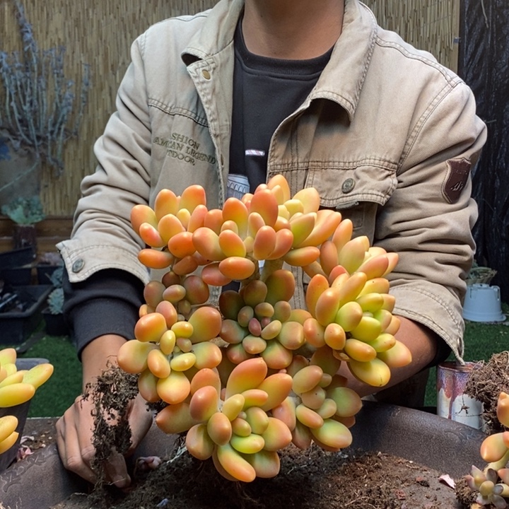 半***夏159号5颗金蝉多肉植物