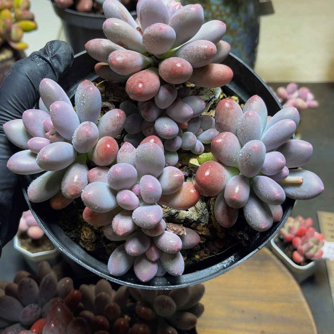 w***⁹960彩虹奶大群16厘米