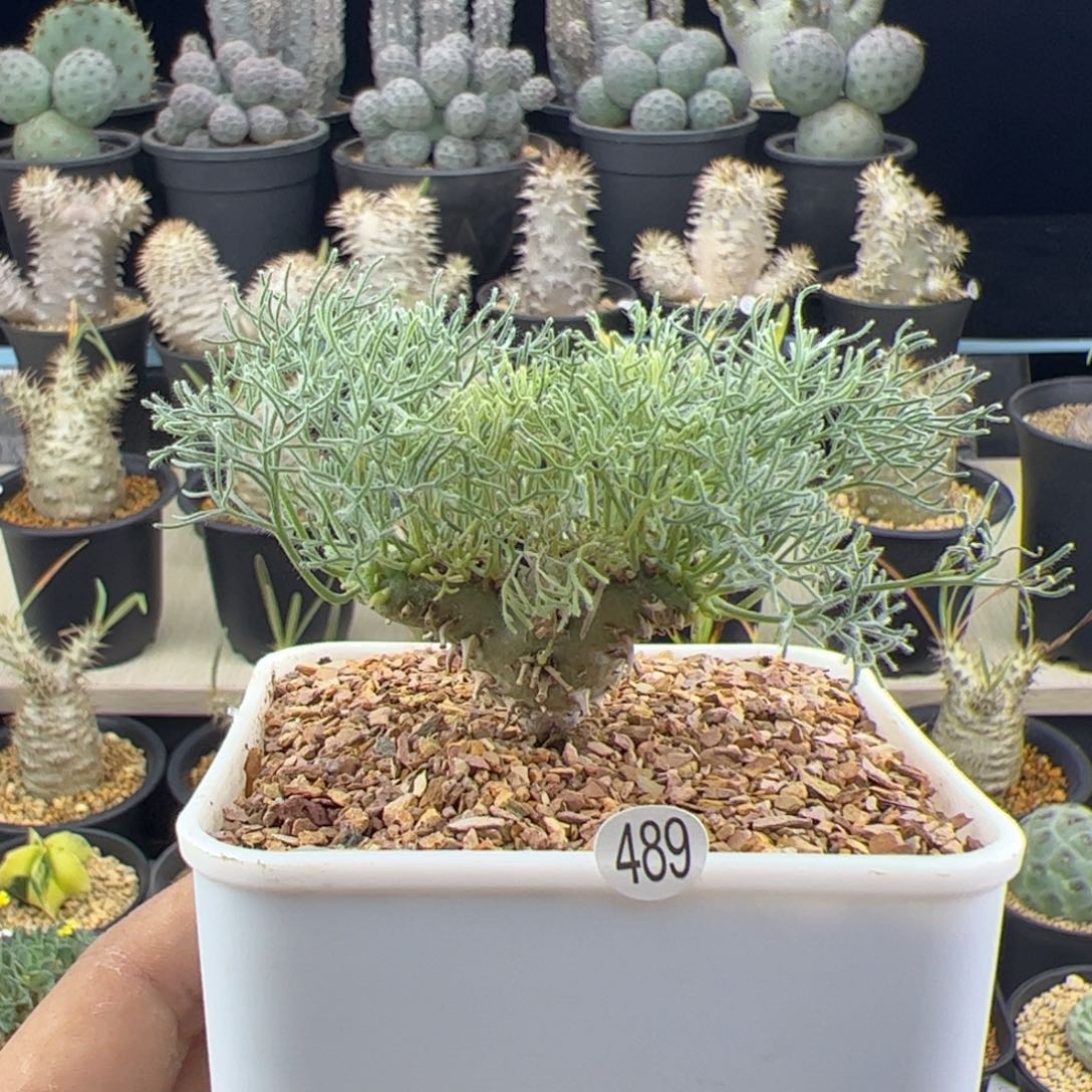 白皮月界种播实生一物一拍