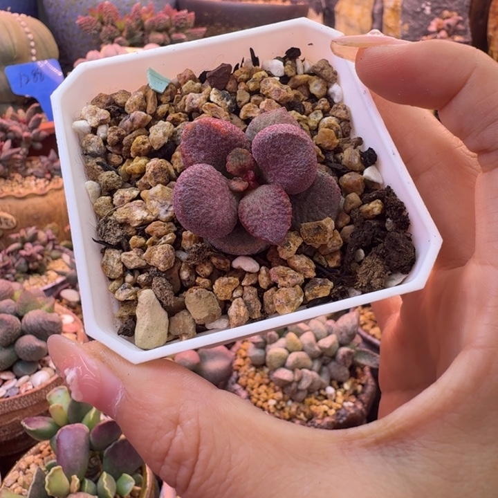 小***学我也不知道怎么办啊