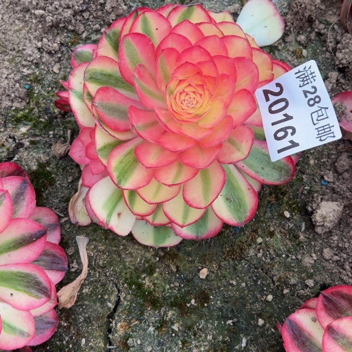 20161倾城多肉植物