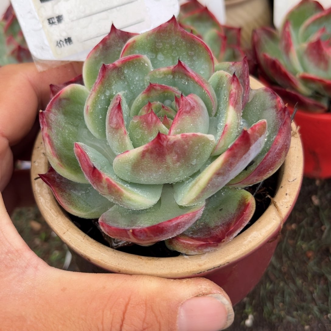 惊鸿一瞥710号多肉