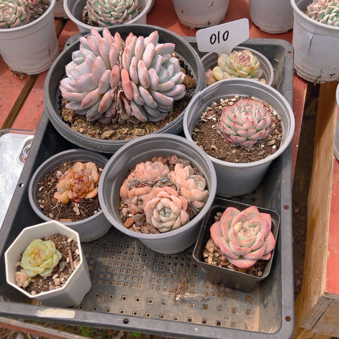 筐拍010号一物一拍