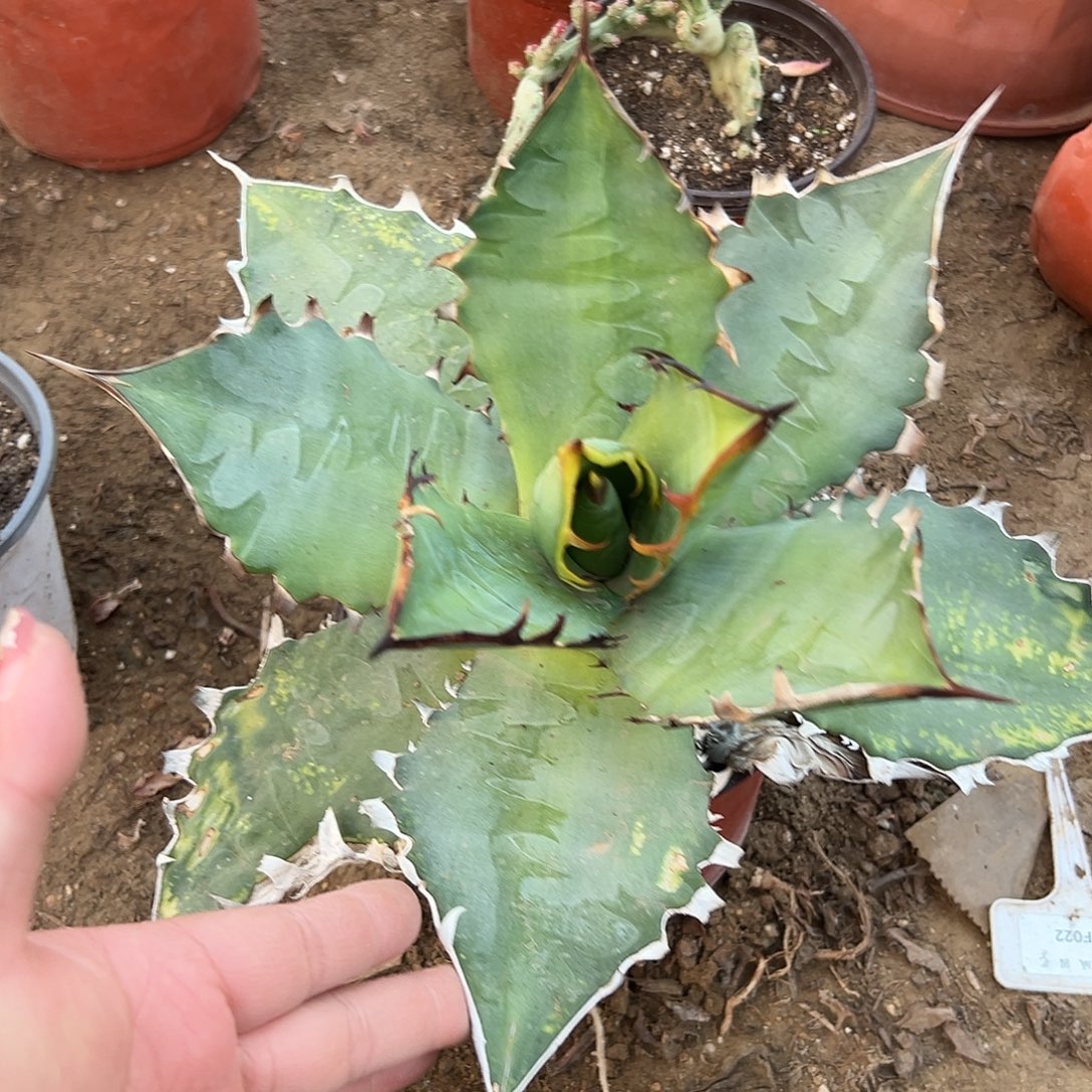 多肉植物仁王冠杂