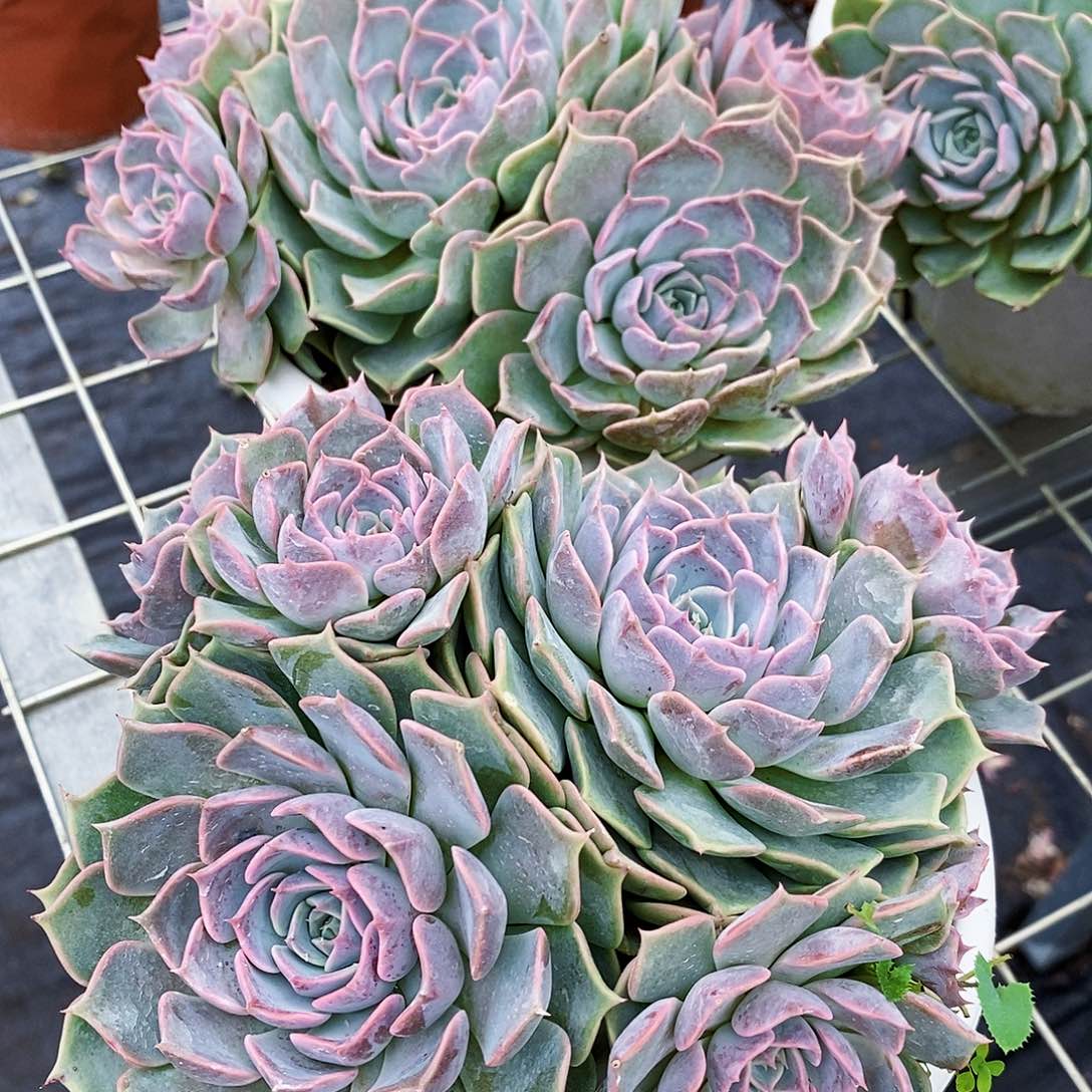 欧版海玲娜多头群生