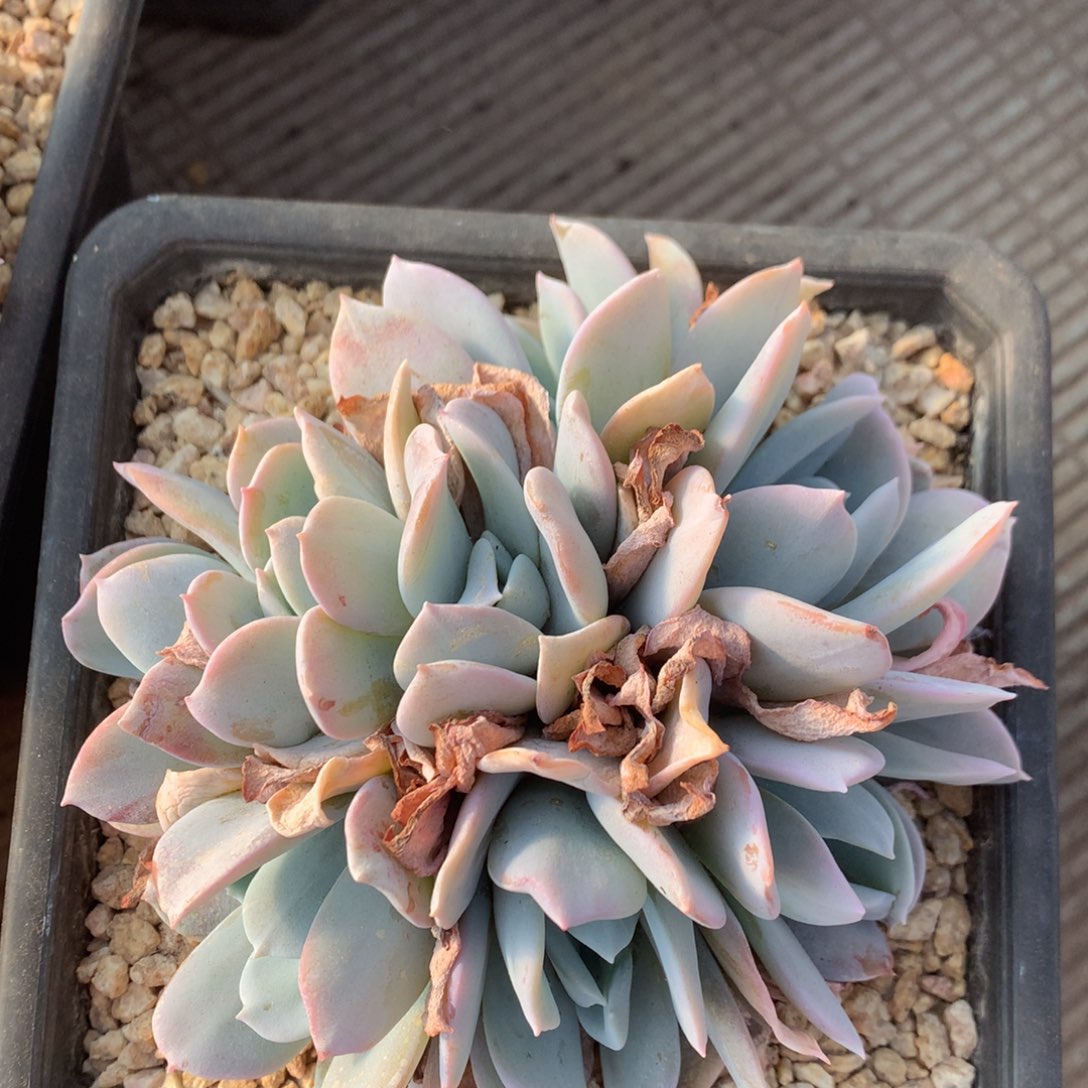 雪特老桩无砍一物一拍