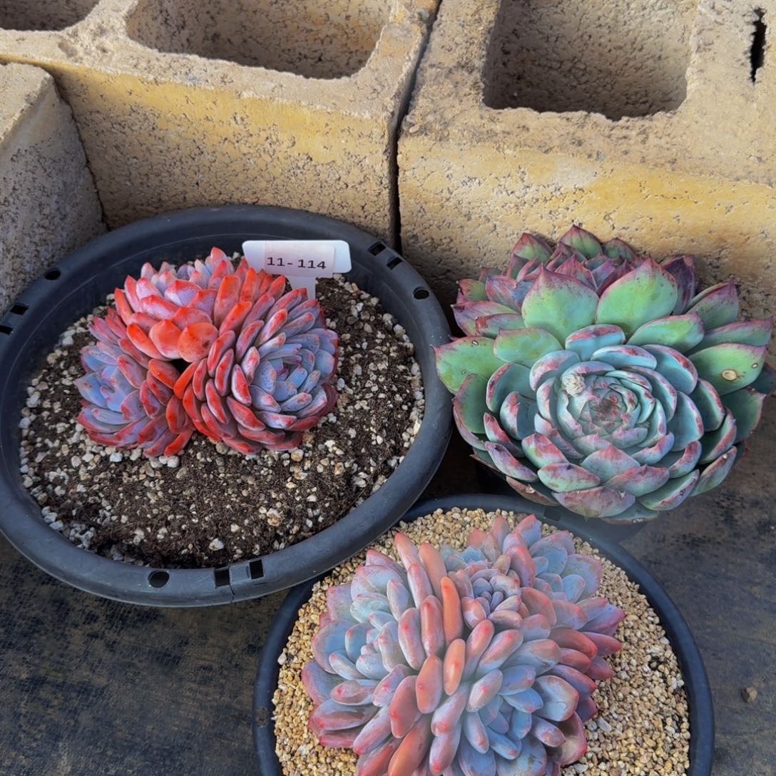 没****11-114三颗组福利不包损