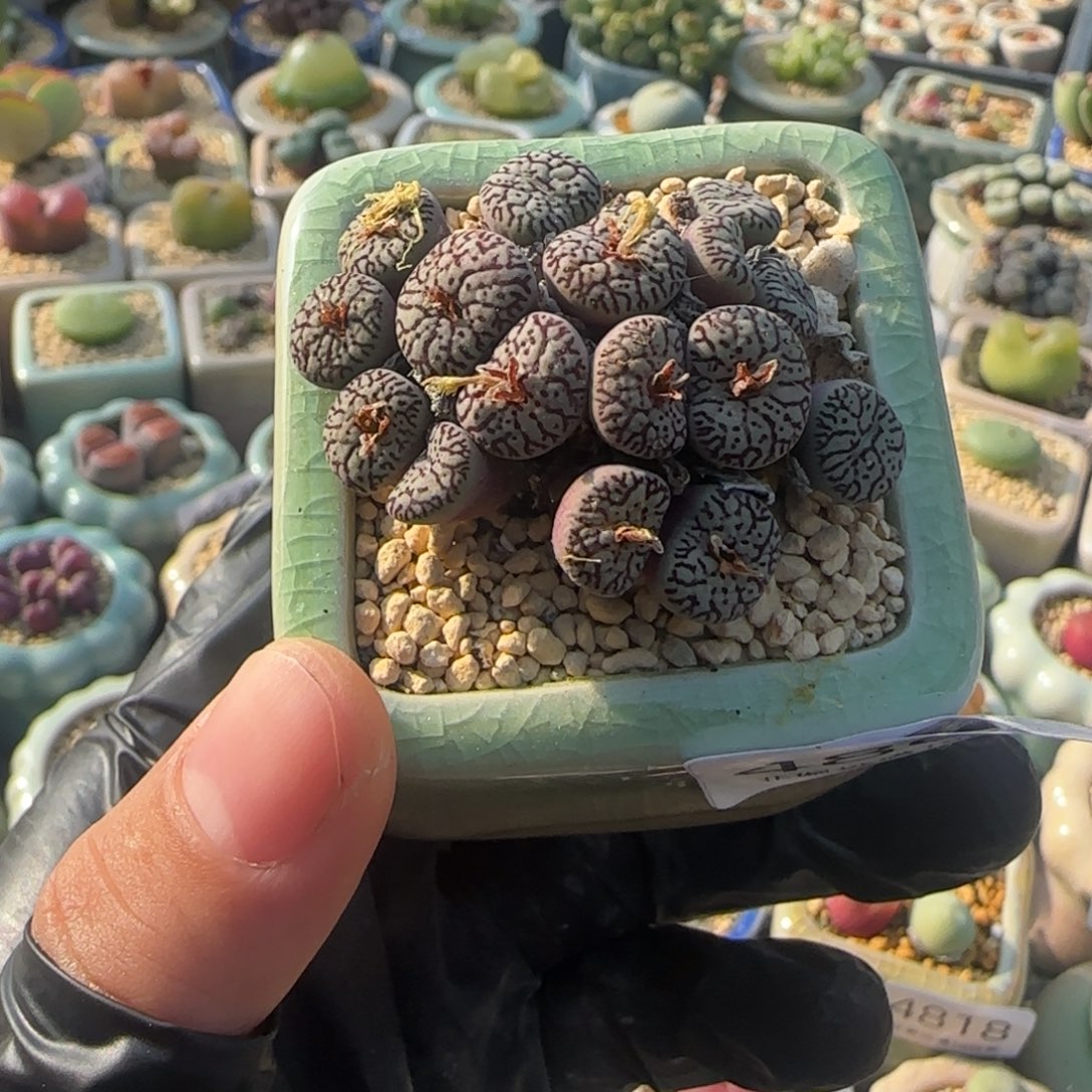 4865--一物一拍 带盆