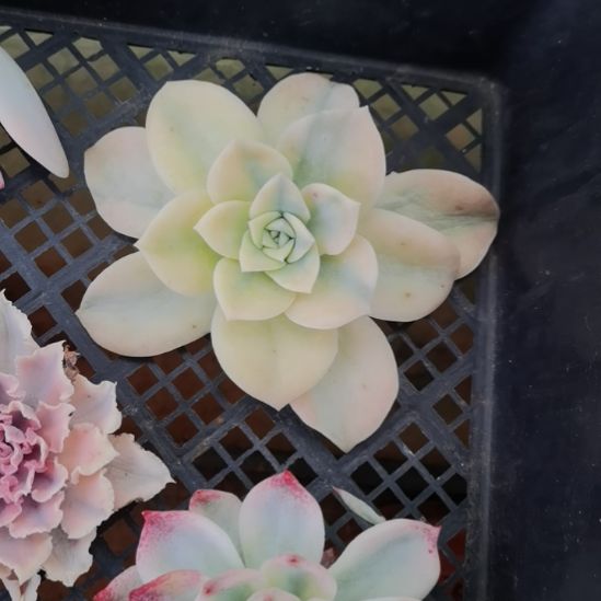 大可爱玫瑰橙白覆轮